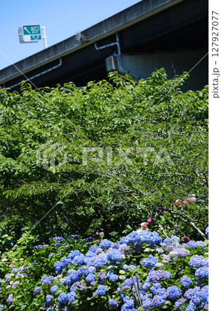 紫陽花が咲く洗川あじさい園 紫陽花が咲く洗川あじさい園 127927077