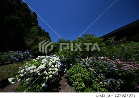綺麗な紫陽花が咲く洗川あじさい園 127927078