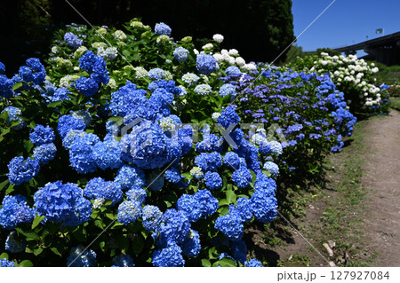 美しい紫陽花のある風景 127927084