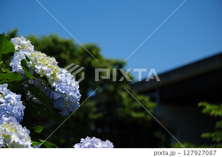 洗川あじさい園とかわいいアジサイの花 127927087