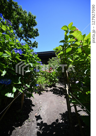 アジサイが咲く初夏の風景 127927090
