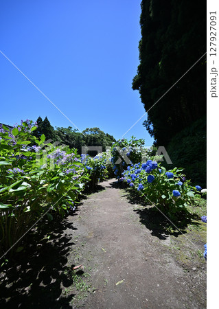 洗川あじさい園の自然風景 127927091