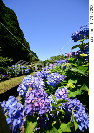 満開の花が咲く洗川あじさい園 127927092