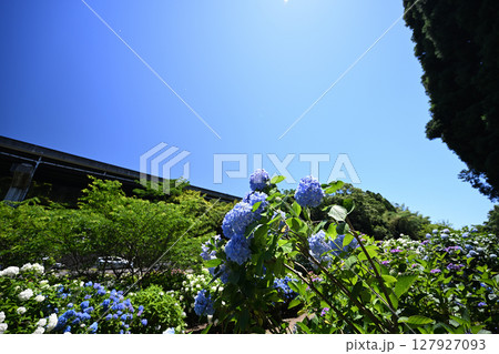 青空とアジサイ園 127927093