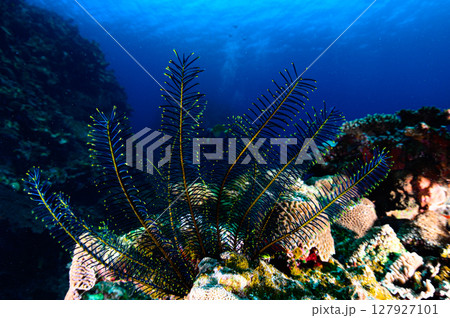 西表島の海　ダイビングの風景 127927101