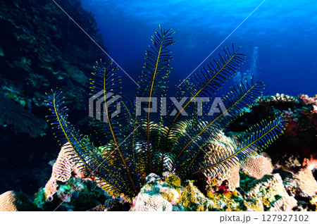 西表島の海　ダイビングの風景 127927102