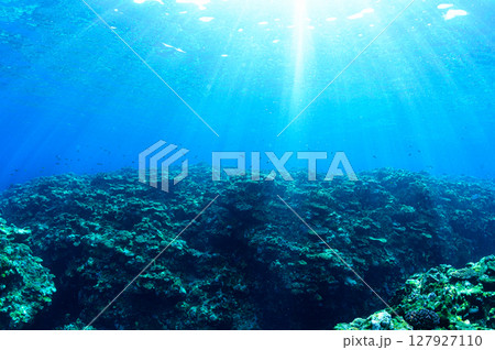 西表島の海　ダイビングの風景 127927110