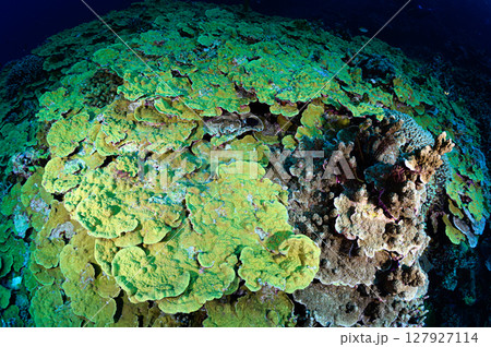 西表島の海　ダイビングの風景 127927114