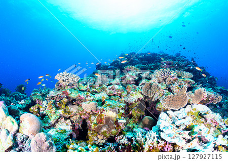 西表島の海　ダイビングの風景 127927115
