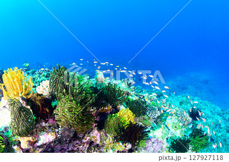西表島の海　ダイビングの風景 127927118