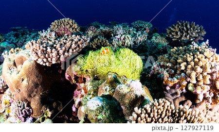 西表島の海 ダイビングの風景 西表島の海 ダイビングの風景 127927119