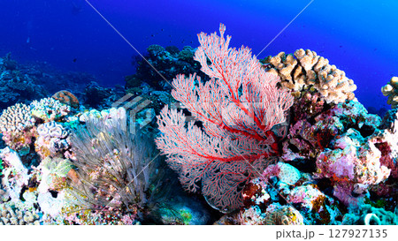 西表島の海　ダイビングの風景 127927135