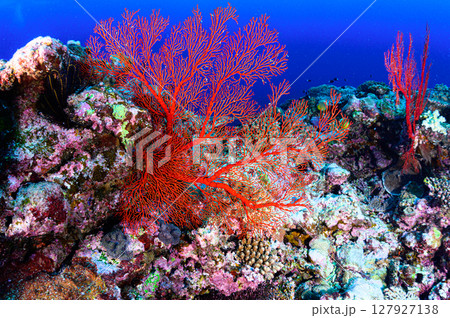 西表島の海　ダイビングの風景 127927138