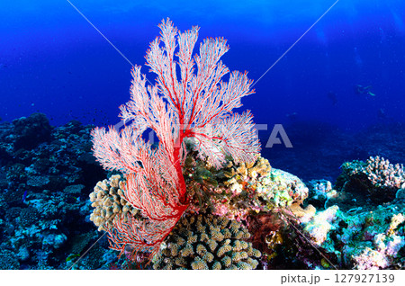 西表島の海　ダイビングの風景 127927139