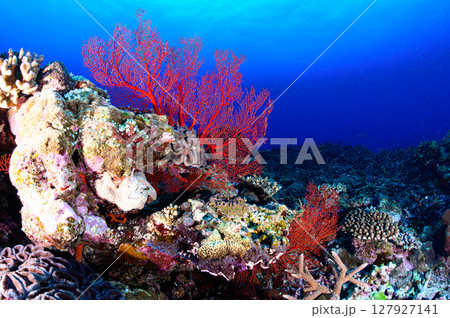 西表島の海　ダイビングの風景 127927141