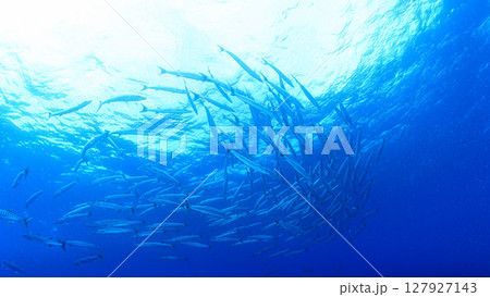 西表島の海 ダイビングの風景 西表島の海 ダイビングの風景 127927143