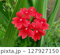 花弁にハートのような切れ込みが入る品種です 127927150