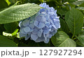83 127927294