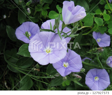 ヒルガオによく似た、ロート形の大きく開いた花を咲かせます ヒルガオによく似た、ロート形の大きく開いた花を咲かせます 127927373