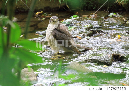 オオタカ（雄） 127927456