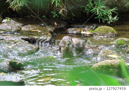 オオタカの水浴び オオタカの水浴び 127927459