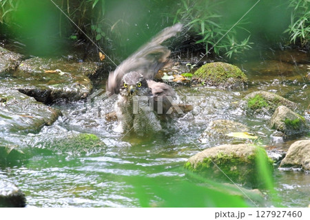 オオタカの水浴び 127927460