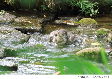 オオタカの水浴び オオタカの水浴び 127927461