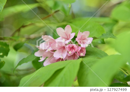 ピンク色の可愛いタニウツギの花 127927499