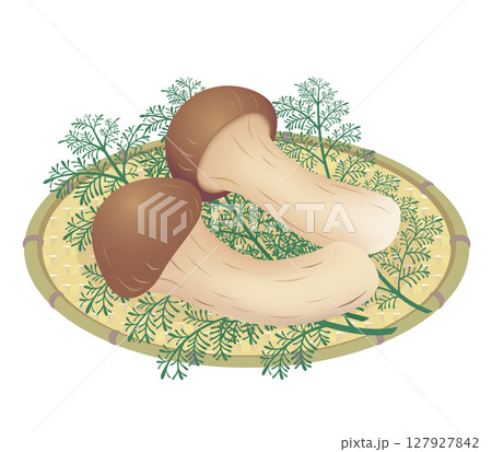 マツタケ 127927842