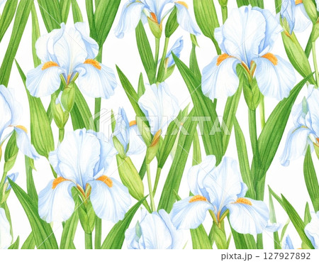 Beautiful crocus and daisy spring flowers blossom in green meadow grass, a vibrant floral nature background Beautiful crocus and daisy spring flowers blossom in green meadow grass, a vibrant floral nature background 127927892