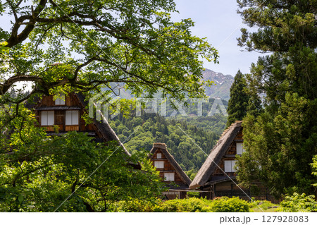 初夏の緑に包まれた白川郷の合掌造り 初夏の緑に包まれた白川郷の合掌造り 127928083