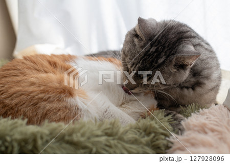 窓辺で毛づくろいをする二匹の猫 127928096