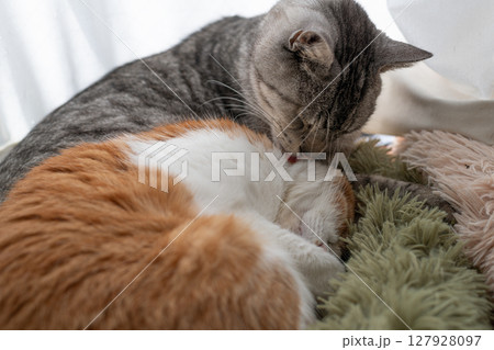 窓辺で毛づくろいをする二匹の猫 127928097