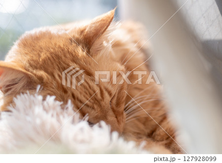 窓辺で眠る猫 茶トラ猫 窓辺で眠る猫 茶トラ猫 127928099