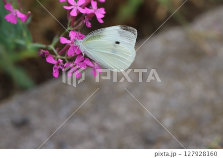 春の庭に咲くピンク色のムシトリナデシコの花の蜜を吸うモンシロチョウ 春の庭に咲くピンク色のムシトリナデシコの花の蜜を吸うモンシロチョウ 127928160