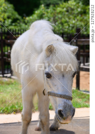 小柄な白馬の視線 小柄な白馬の視線 127928212