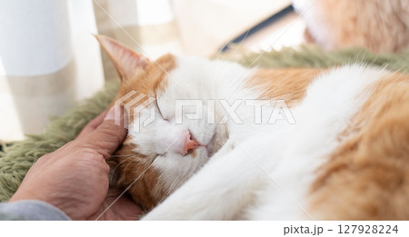 猫を撫でる　茶トラ白 127928224