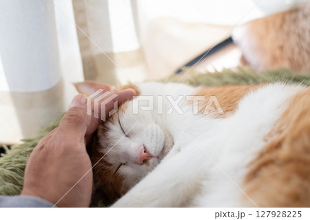 猫を撫でる 茶トラ白 猫を撫でる 茶トラ白 127928225