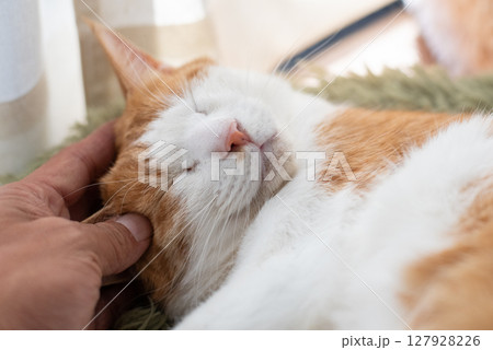 猫を撫でる 茶トラ白 猫を撫でる 茶トラ白 127928226