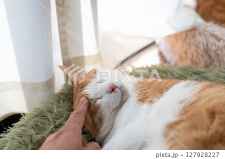 猫を撫でる　茶トラ白 127928227