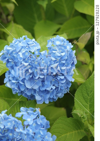 ハートの紫陽花 ハートの紫陽花 127928228