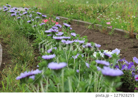 春の庭に咲く薄紫色のストケシアの花 春の庭に咲く薄紫色のストケシアの花 127928255