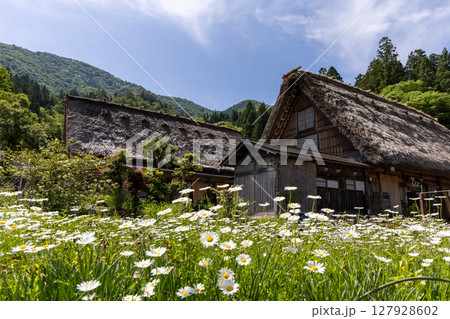 白川郷合掌造りと咲き誇る白いマーガレットの初夏風景 127928602