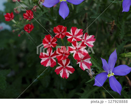 バーベナ・ミータンとローレンティア フィズアンドポップの花 127928888