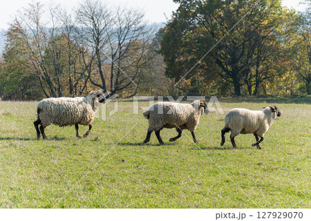 Herd of sheep grazing on pasture 127929070
