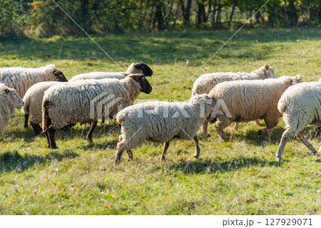 Herd of sheep grazing on pasture Herd of sheep grazing on pasture 127929071