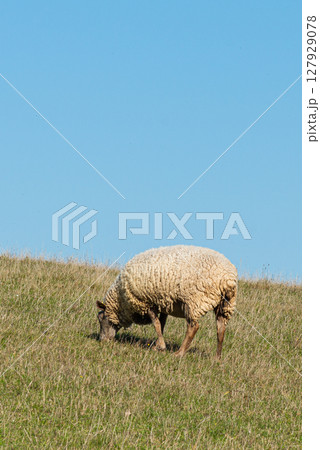 Herd of sheep grazing on pasture 127929078
