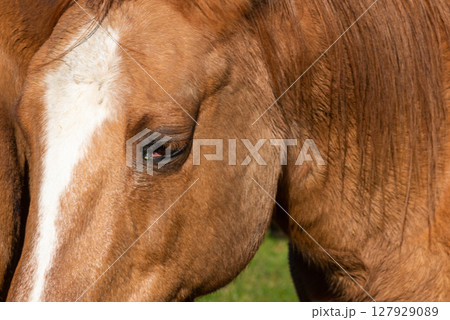 Detail of a brown horse grazing on pasture 127929089