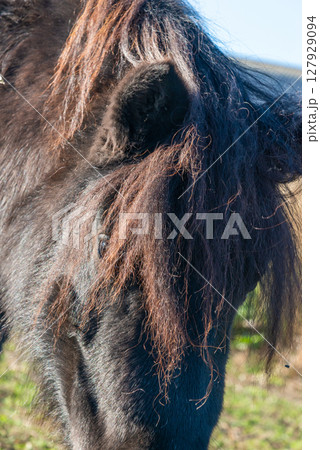 Detail of Shetland pony on pasture 127929094
