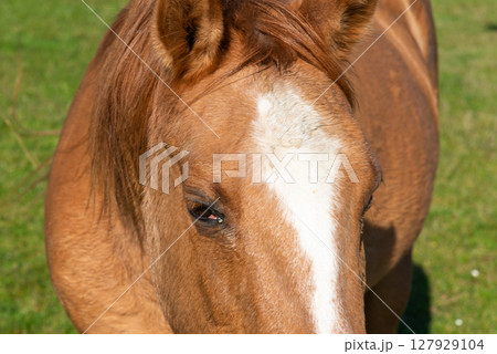 Detail of a brown horse grazing on pasture 127929104